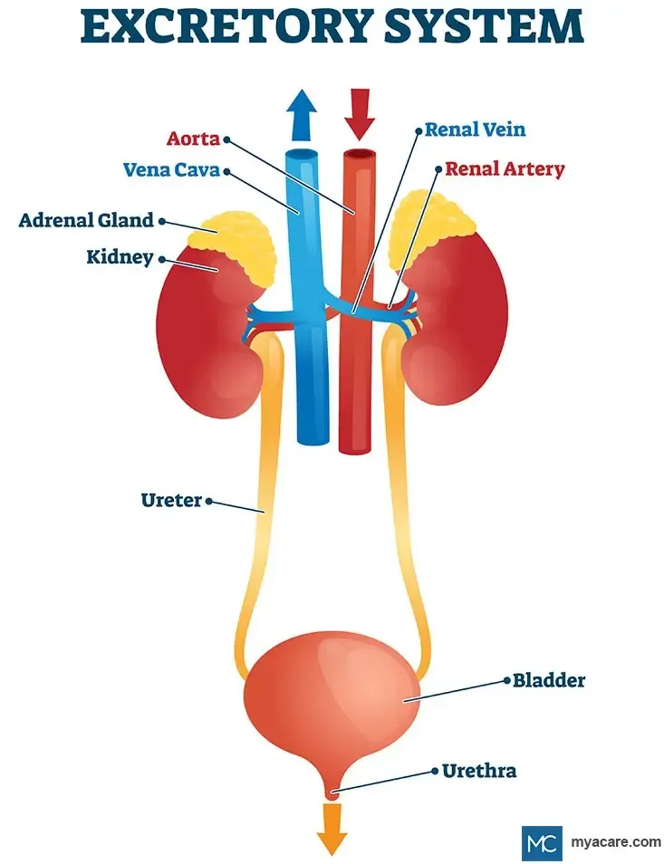 The main components of the human excretory system